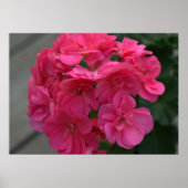 Roos Geranium Flower Poster (Voorkant)