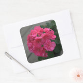 Roos Geranium Flower Vierkante Sticker (Envelop)