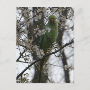 Roos-geringde Parkiet in Bloesemboom DIY Briefkaar Briefkaart