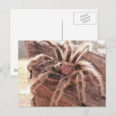 Roos Hair Tarantula Briefkaart (Voorkant / Achterkant)