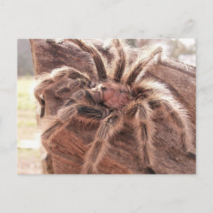 Roos Hair Tarantula Briefkaart