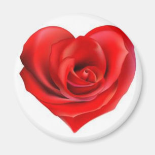 Roos hart van de liefde magneet