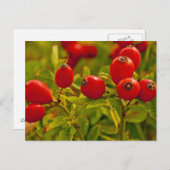 Roos Hip Briefkaart (Voorkant / Achterkant)