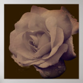 Roos in bloei met regendruppels poster (Voorkant)