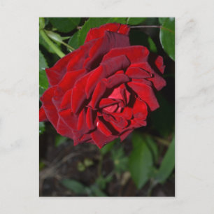 Roos in Deep Red Briefkaart