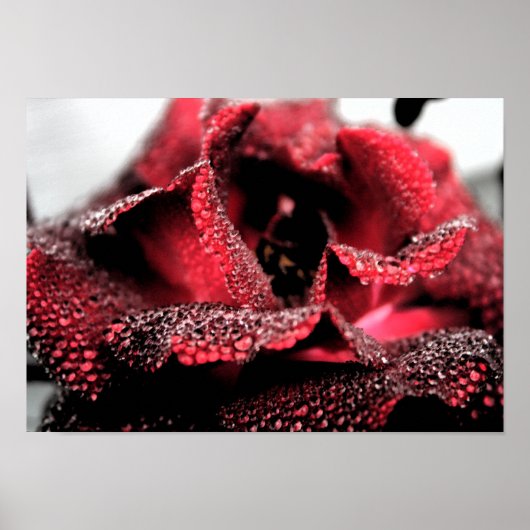 Roos in Poster/afdruk van Bloom Poster (Voorkant)