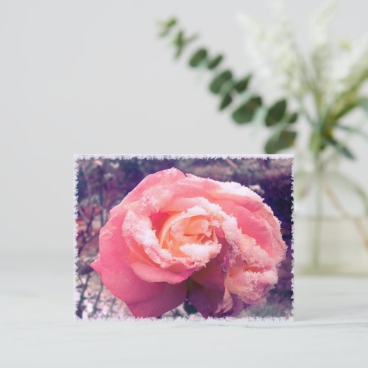 roos in sneeuw. briefkaart (Staand voorkant)