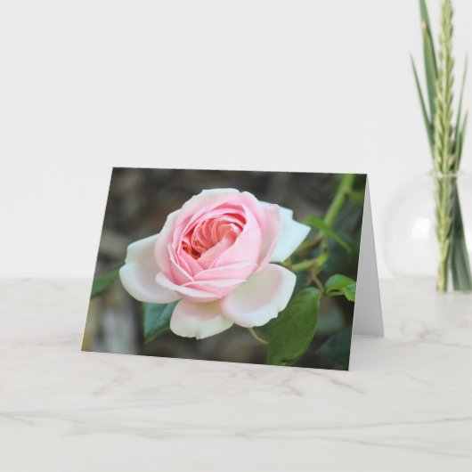 Roos "Joie de Vivre", Roath Park, Cardiff Kaart (Voorkant)