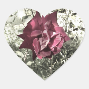 Roos kleur hart sticker