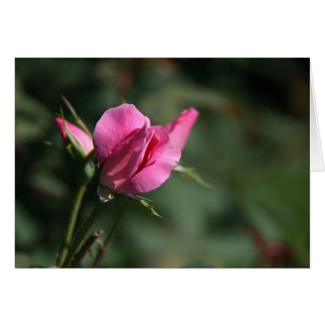 Roos Knop (Voorkant Horizontaal)