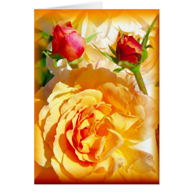 Roos Love_ (Voorkant)