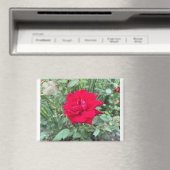 Roos Magneet (Insitu (Vaatwasser))