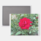 Roos Magneet (Voorkant / Achterkant)