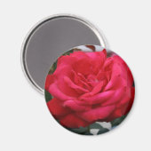 Roos Magnet Magneet (Voorkant / Achterkant)