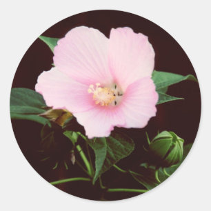 Roos Mallow Stickers