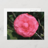 roos, mauritius, myreddingskunst briefkaart (Voorkant / Achterkant)