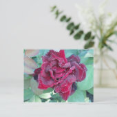Roos met ochtenddauw briefkaart (Staand voorkant)