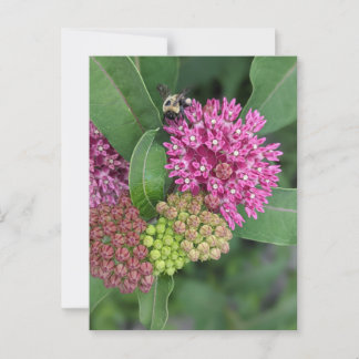 Roos Milkweed Briefkaart