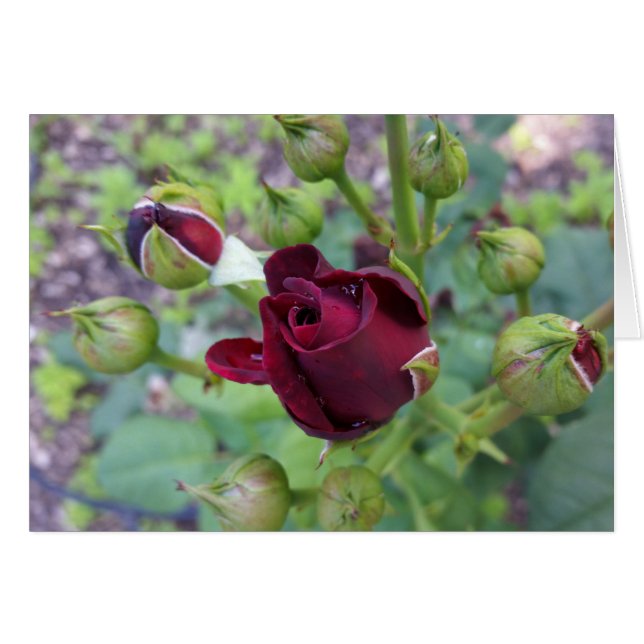 Roos na regen (Voorkant Horizontaal)