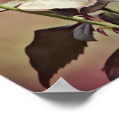 Roos oude wereld — Fotografische kunst afdrukken Poster (Hoek)