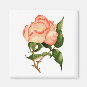 roos perzik waterverf 2 Inch Square Magnet Magneet