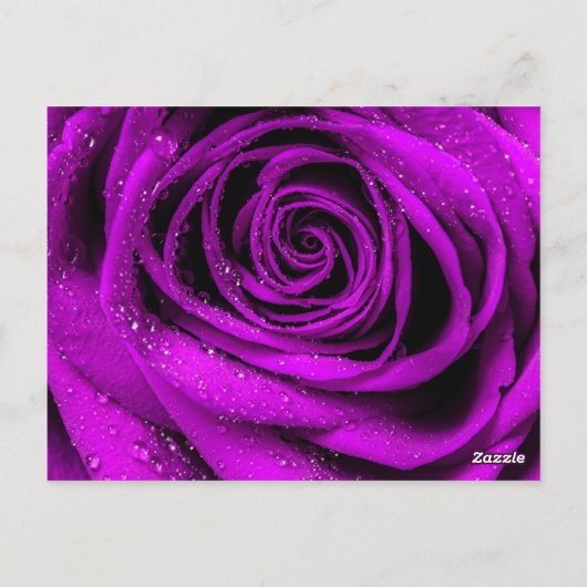 Roos Petals 2 Briefkaart (Achterkant)