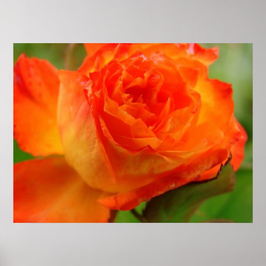 Roos Poster (Voorkant)