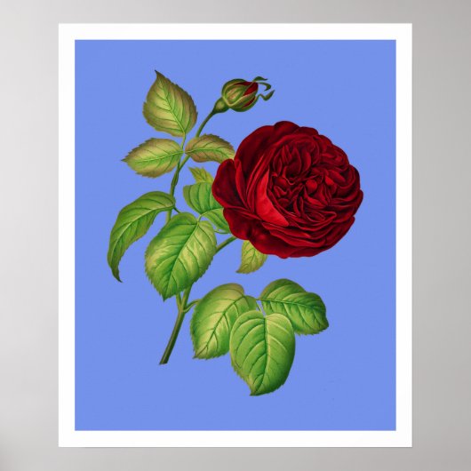 Roos Poster (Voorkant)