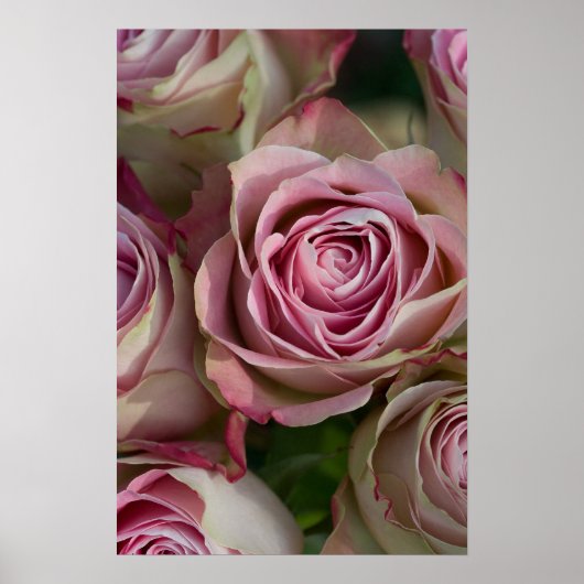 Roos Poster (Voorkant)