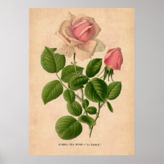 Roos Poster afdrukken