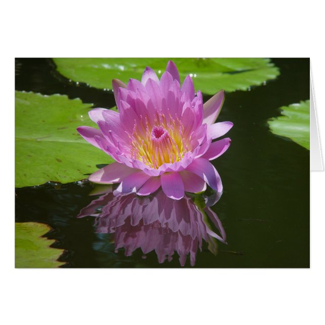 Roos reflectie (Voorkant Horizontaal)