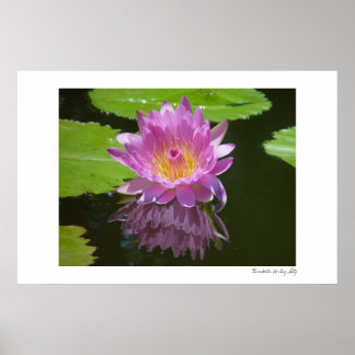 Roos reflectie poster