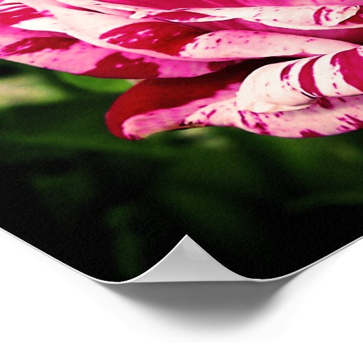 Roos Rood Roze Poster (Hoek)