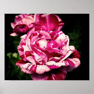 Roos Rood Roze Poster