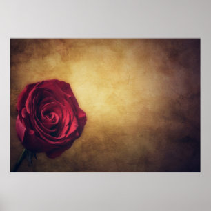 Roos roos bloom abstract romantisch poster