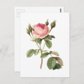 roos (Rosa muscosa) van Redouté Briefkaart (Voorkant / Achterkant)