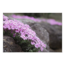 Roos Roze / Phlox Flowers