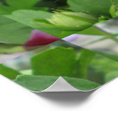 Roos Sharon Paars Red Poster (Hoek)