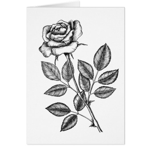 Roos tekening 2 (Voorkant)