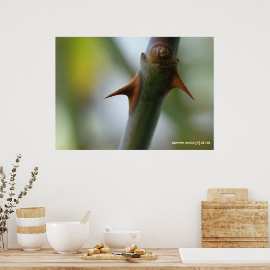 Roos Thorns Poster (Keuken)