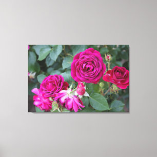 Roos Tuin Uitgerekt Canvas Print
