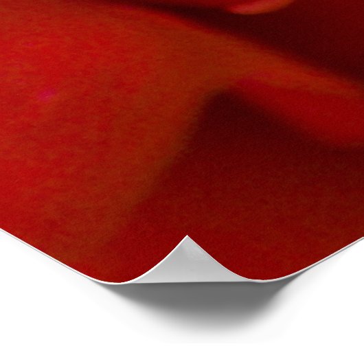 Roos van Argyle Poster (Hoek)