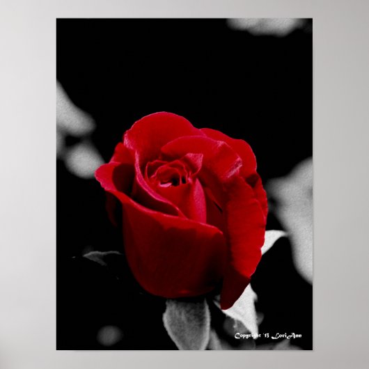 Roos van houtskool poster (Voorkant)