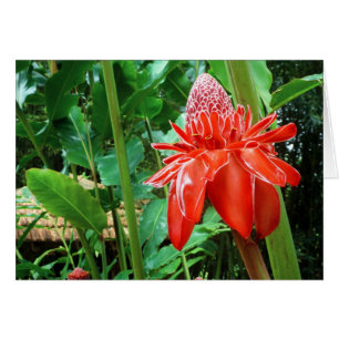 Roos van rode carriboon Exotic Flower