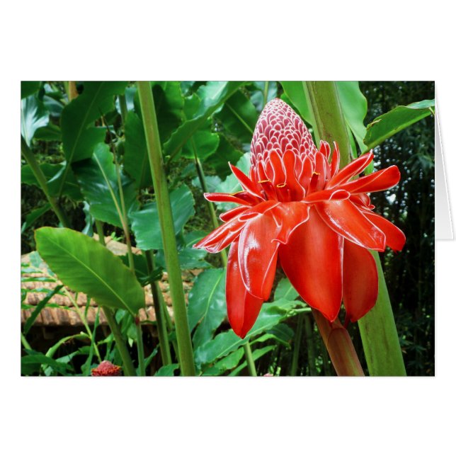 Roos van rode carriboon Exotic Flower (Voorkant Horizontaal)