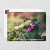 Roos van Sharon en bezoeker Briefkaart (Voorkant / Achterkant)