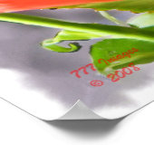 Roos van Tropicana - Schilderen Poster (Hoek)