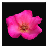 Roos van viltpen foto afdruk (Voorkant)