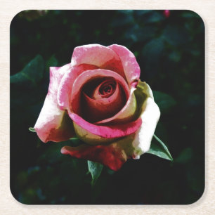 roos vierkante kartonnen onderzetter