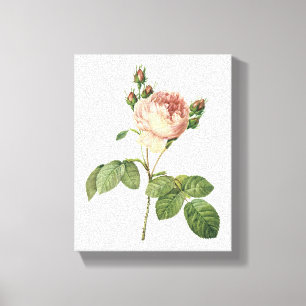 roos voor kool (Rosa centifolia) van Redouté Canvas Afdruk